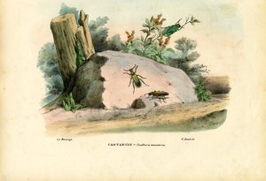 Spaanse vlieg, 1863-79